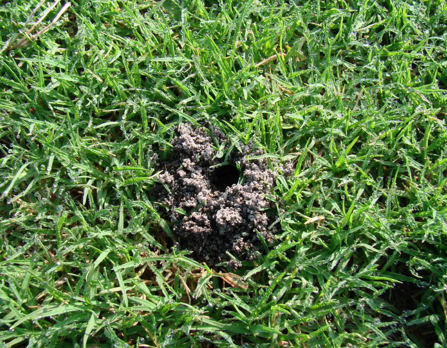 Mole Cricket Mounds Pictures