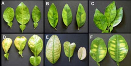 The Regulatory Corner: Citrus not so green with citrus greening