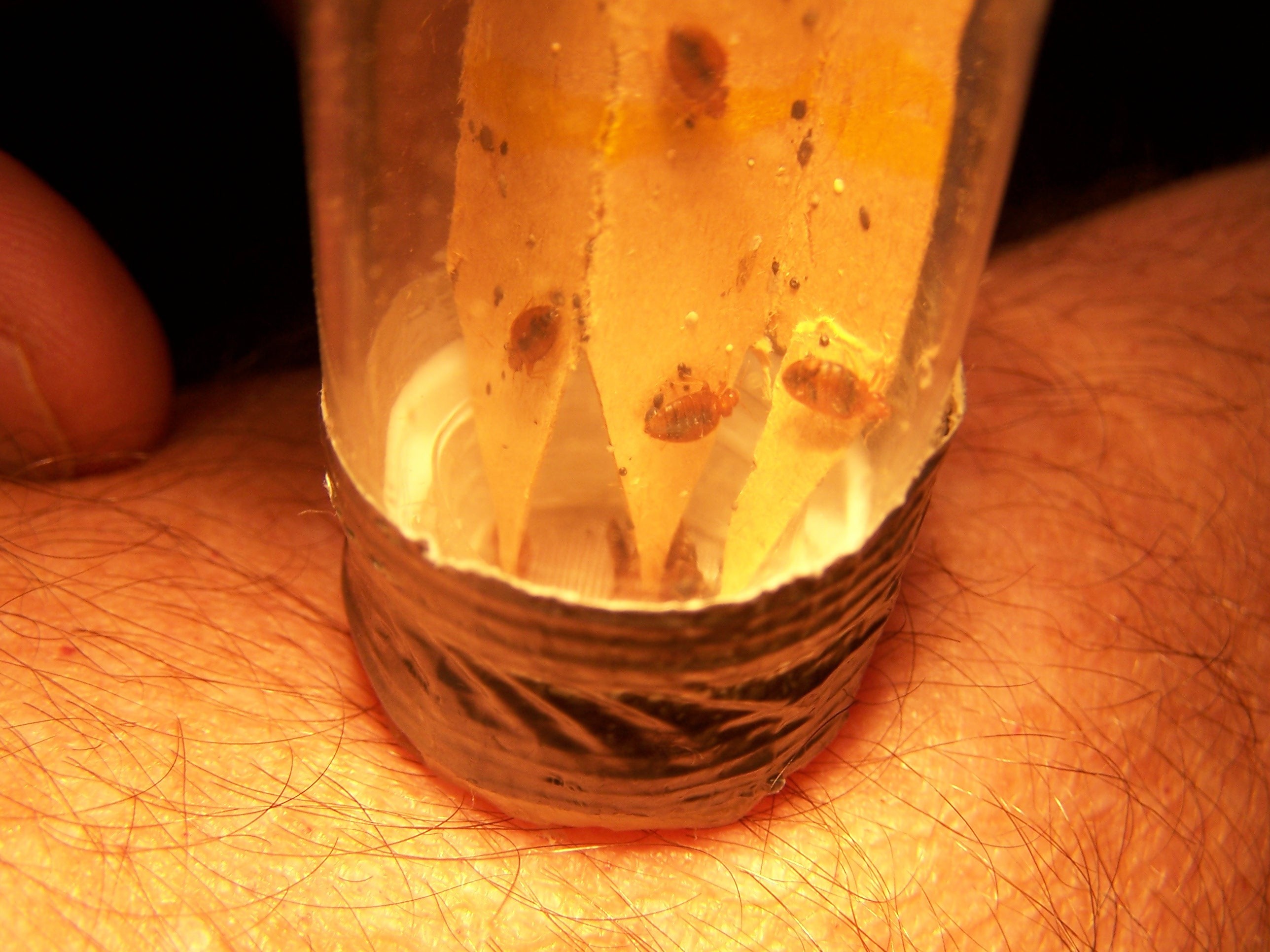 Figure 2. Bed bugs inside vial placed on forearm for feeding, all up ...